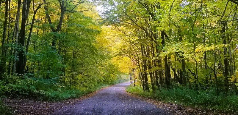Algonquin Park trail bordered by golden autumn trees