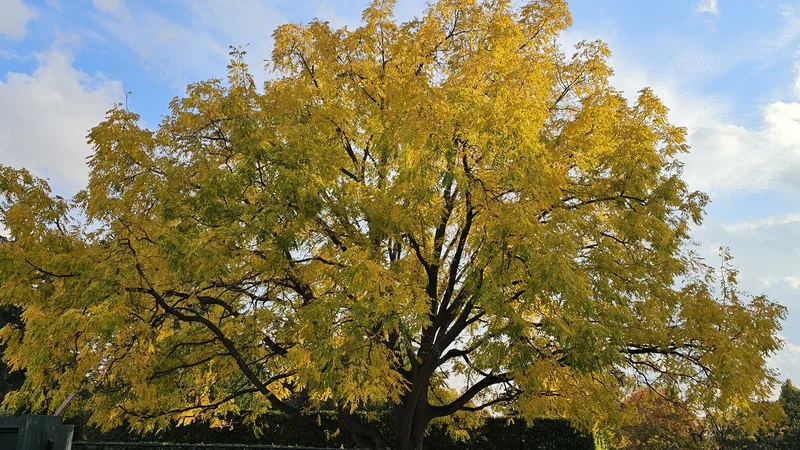 Vibrant maple tree displaying peak autumn colours