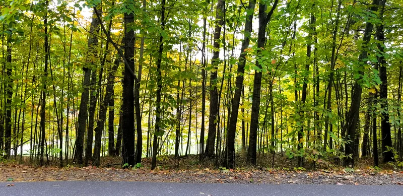 Hamilton forest trail covered in golden fall leaves